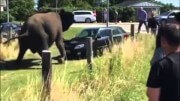 Rozzuřený slon si zchladil žáhu na Fabii Kombi