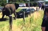 Rozzuřený slon si zchladil žáhu na Fabii Kombi