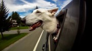 Tihle psi milují jízdu autem – a co ten váš?