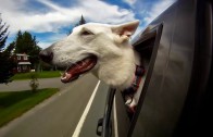 Tihle psi milují jízdu autem – a co ten váš?